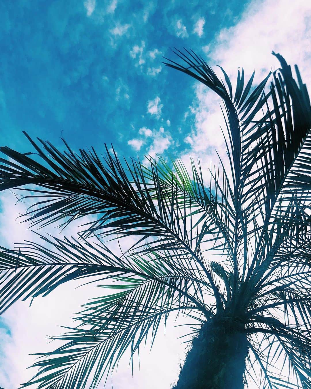 レオラさんのインスタグラム写真 - (レオラInstagram)「暑い、熱い夏にしよう🌴💕 . #Leola_LaLa #Leola #sky #palm #summer #Leolaの夏2019 #今日は #HANGRY #名古屋公演」8月2日 17時55分 - leola_official