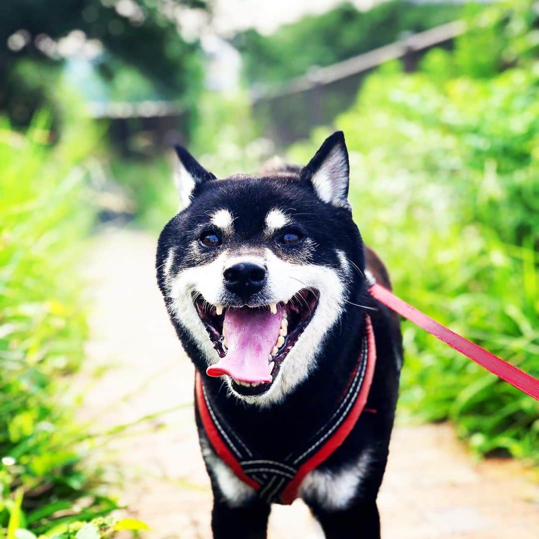 小川博永さんのインスタグラム写真 - (小川博永Instagram)「暑いぞこのやろう。  #今朝まる #ししまる #dog #dogs #柴犬 #黒柴」8月2日 9時15分 - ogawahironaga