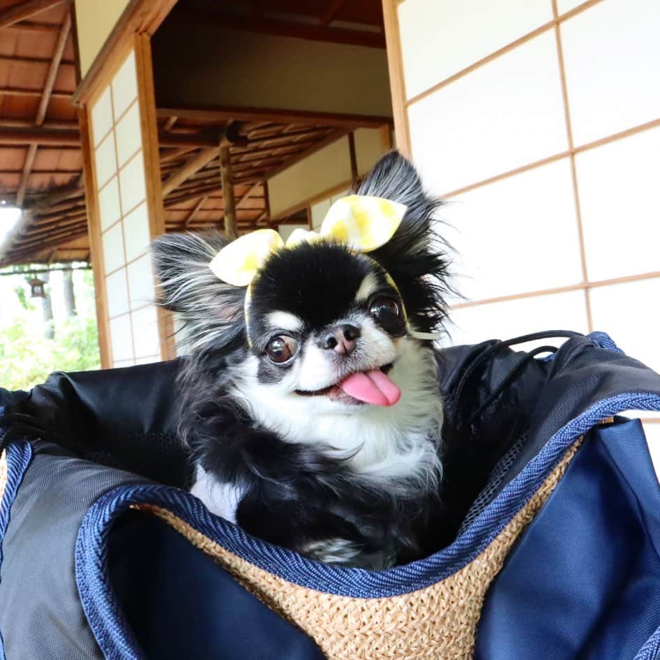 kayoのインスタグラム：「* * あぢぃーーー😛☀️ * * Melon💗 * * #chihuahua#chihuahualove#dogstgram#dog#instadog#チワワ#チワワ大好き * *」