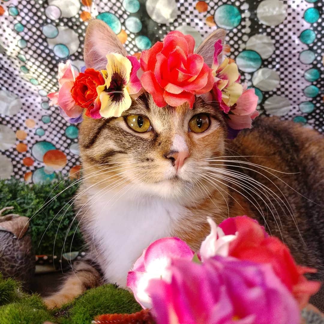 猫コスプレさんのインスタグラム写真 - (猫コスプレInstagram)「I think everyone could use a cat in a flower crown right about now.  #flowercrown #beautifulcat . . . . . . #catcosplay #catcostume #cat #kitten #catsofinstagram #catstagram #cats_of_instagram」8月2日 9時28分 - cat_cosplay