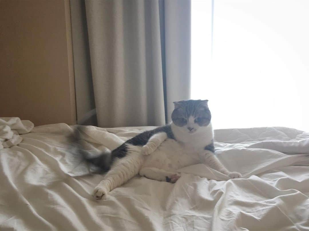 ミツバ&フックのインスタグラム：「行ってきますね #ilovecat」