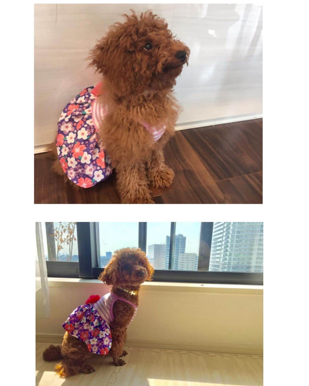 のインスタグラム：「子犬の時に着てたワンピを ひさびさに着せてみました❤️ 上、生後5ヶ月 下、1歳4ヶ月  サニーさん、成長してる〜😍✨ 素敵なお姉さんになる為に、 学校🐶頑張っています🌺  最近、1人で別の部屋で寝ていたり親離れしているようで、 嬉しいやら、寂しいやら😂🤣😅 #毛深い娘  #トイプードル #トイプードル女の子 #愛犬 #いぬばかぶ #わんすたぐらむ #わんわん学校」