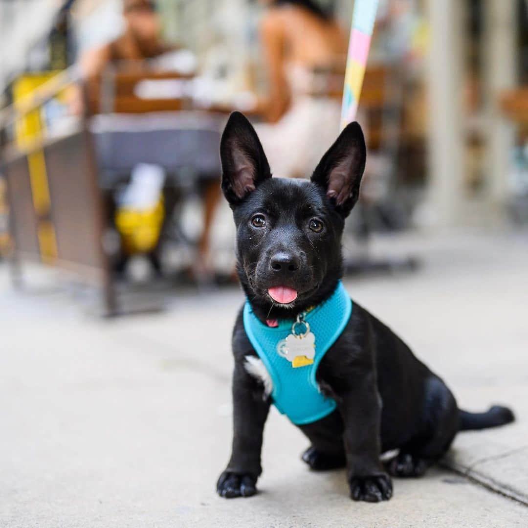 The Dogistさんのインスタグラム写真 - (The DogistInstagram)「Penelope, Heeler/Labrador mix (3 m/o), 22nd & Broadway, New York, NY • “We just got her yesterday and she’s been getting bullseyes on the pee pad. Dead center.” A rescue from @pupstarzrescue」8月2日 9時48分 - thedogist