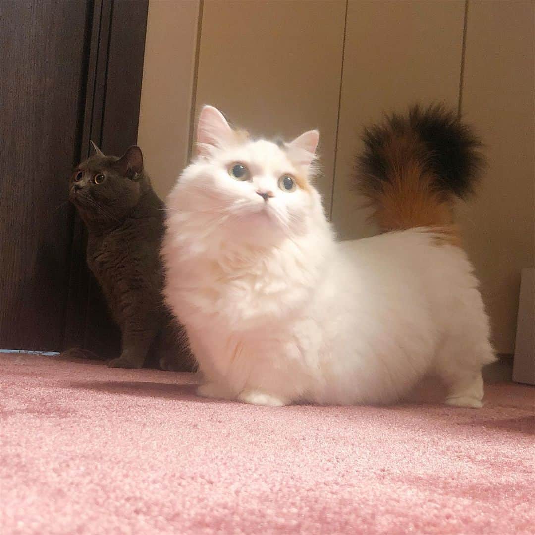 東なつ紀のインスタグラム：「あずちゃんまたあんよ短くなった気がするね(｀・ω・´) #猫 #多頭飼い #まさぶりあずグラム #エキゾチックショートヘア #ブリティッシュショートヘア #マンチカン  #Munchkin  #exoticshorthair #britishshorthair #マンチカン短足  #ねこ  #ネコ  #cat  #ネコ部  #短足  #顔ぺちゃ #猫好きさんと繋がりたい  #猫のいる暮らし  #短脚猫 #曼基康猫 #ねこ休み展 に出たい」