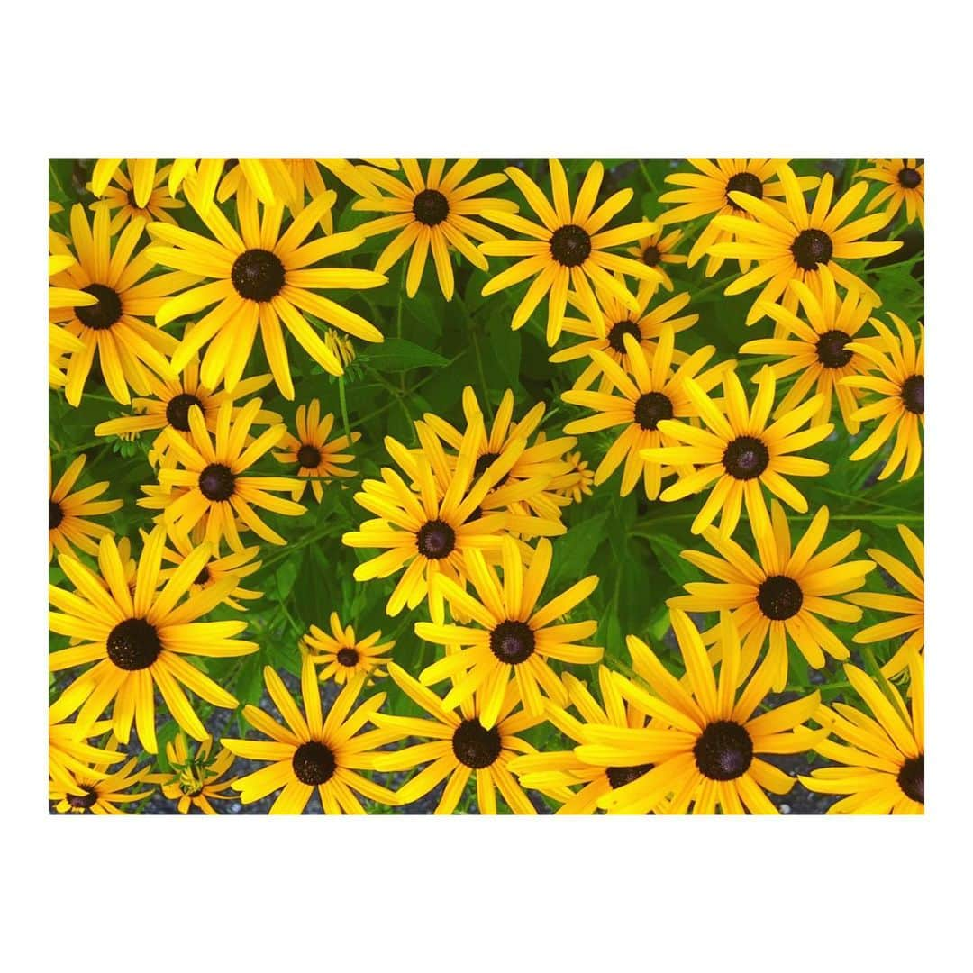 森千波さんのインスタグラム写真 - (森千波Instagram)「#1000hana . . . . . #rudbeckia#flowers#yellow#nature #ルドベキア#花#植物#黄色」8月2日 9時53分 - 1000wave