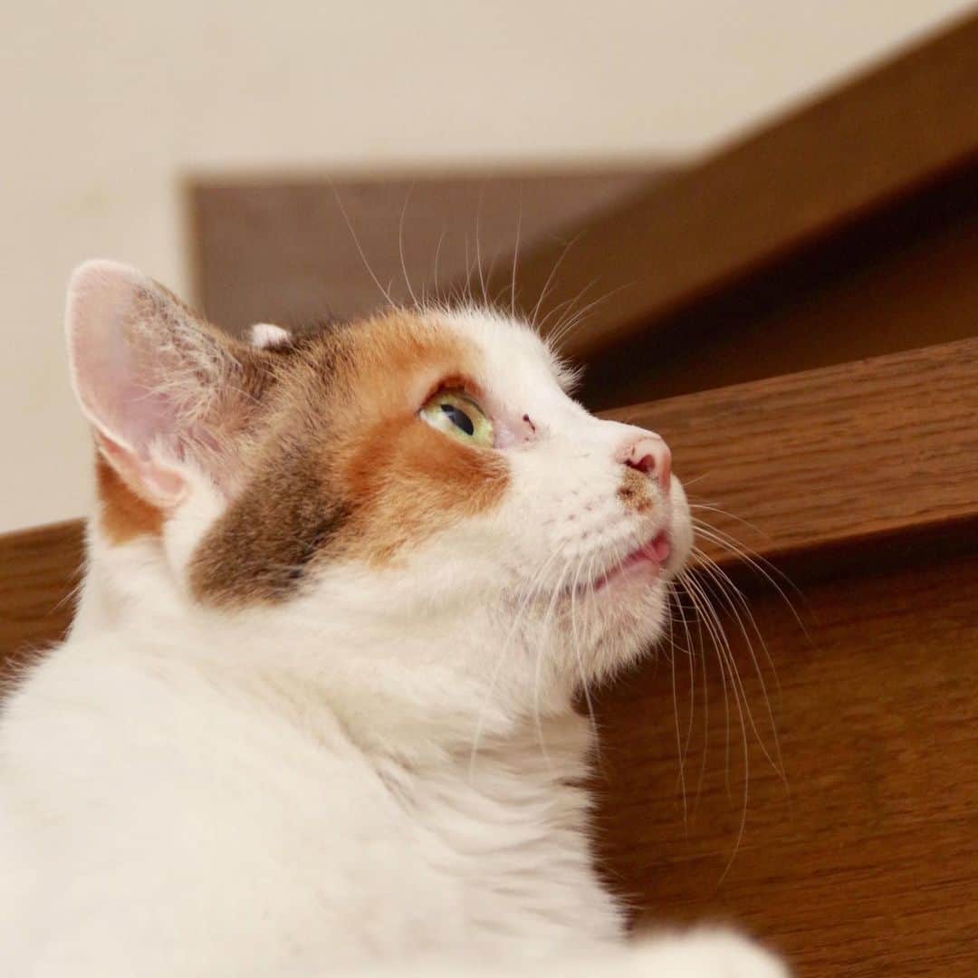 Kachimo Yoshimatsuさんのインスタグラム写真 - (Kachimo YoshimatsuInstagram)「階段で遊ぶ。 Cats play on the stairs. #uchinonekora #oinari #mikeko #neko #cat #catstagram #kachimo #猫 #ねこ #うちの猫ら http://kachimo.exblog.jp」8月2日 10時16分 - kachimo