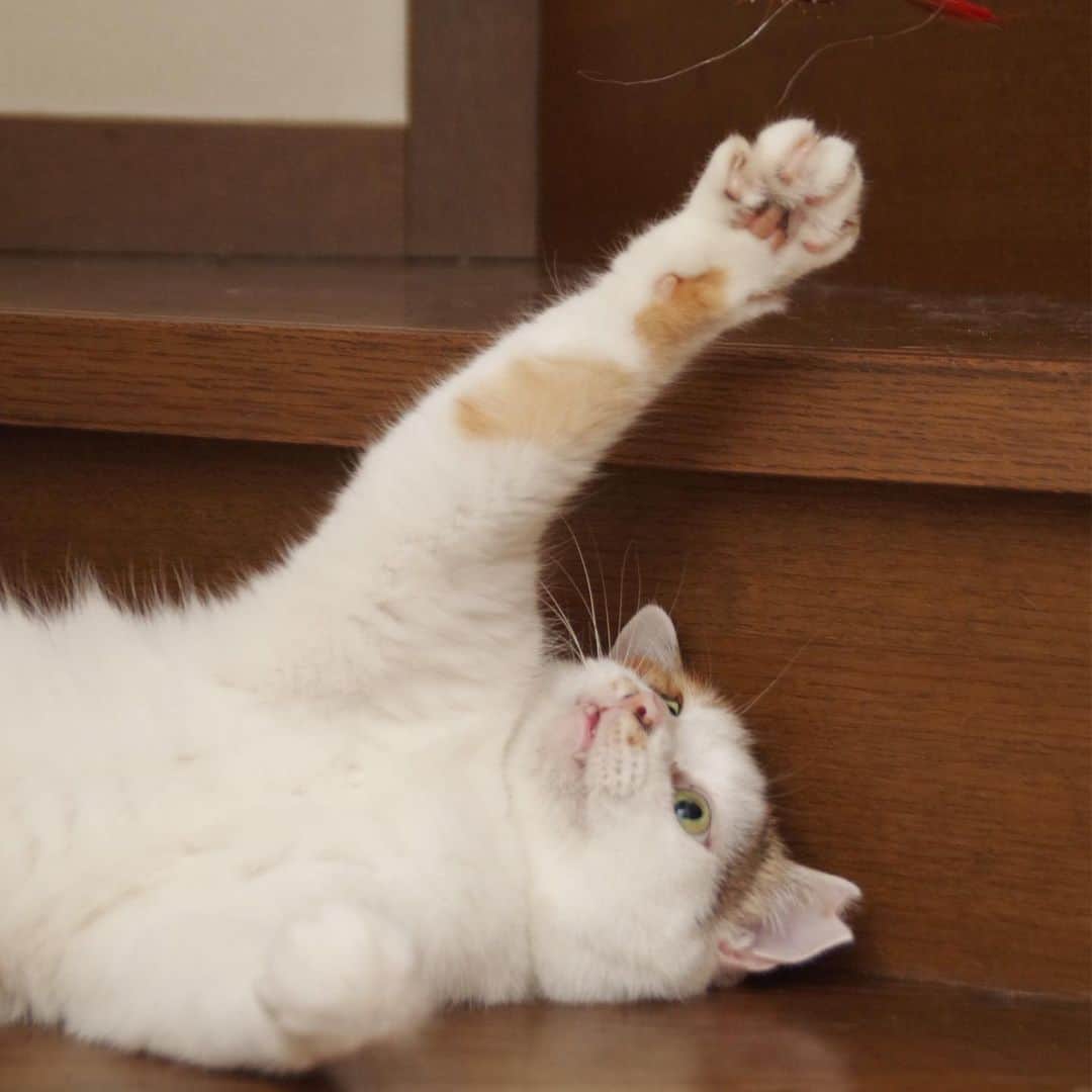 Kachimo Yoshimatsuさんのインスタグラム写真 - (Kachimo YoshimatsuInstagram)「階段で遊ぶ。 Cats play on the stairs. #uchinonekora #oinari #mikeko #neko #cat #catstagram #kachimo #猫 #ねこ #うちの猫ら http://kachimo.exblog.jp」8月2日 10時16分 - kachimo