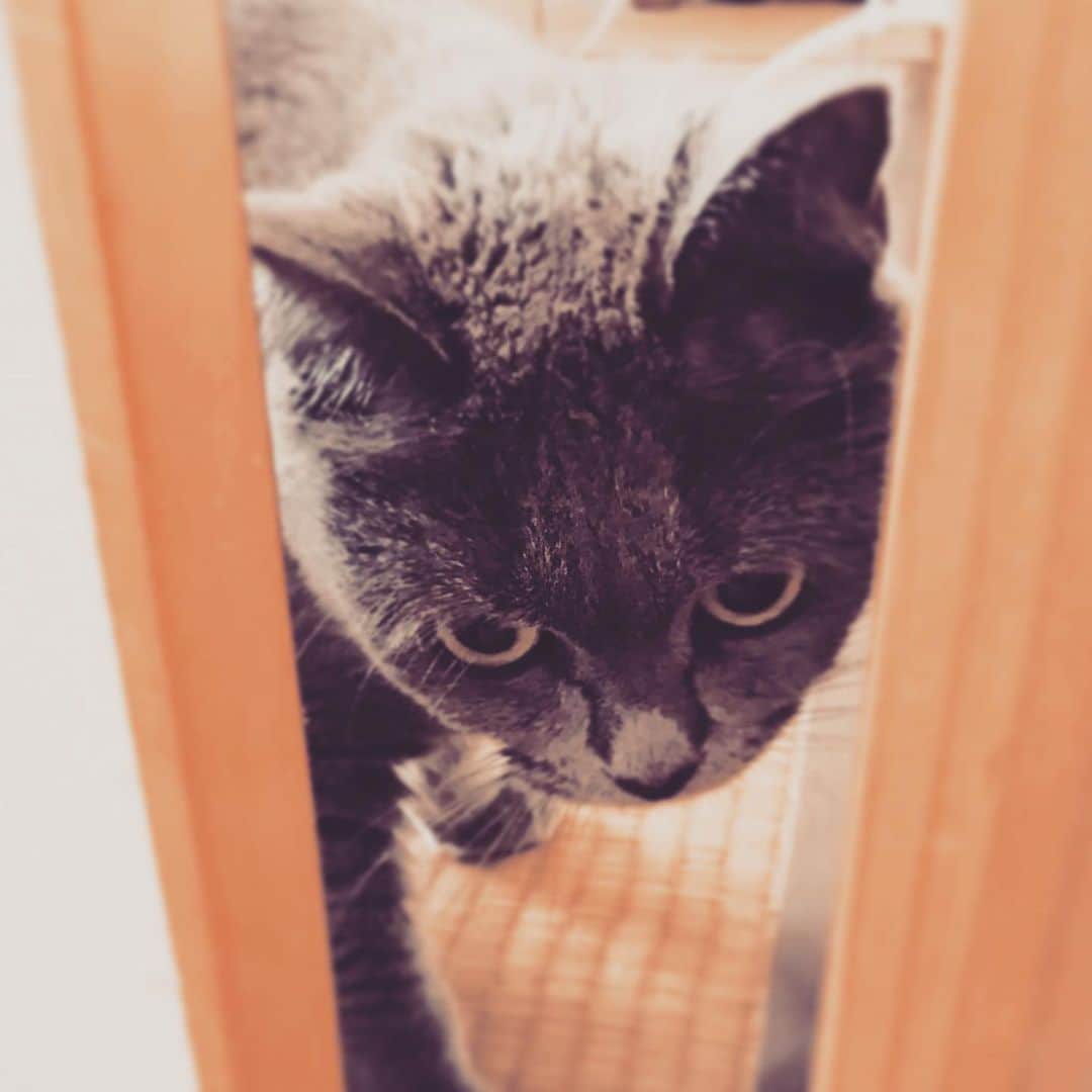 チキン南蛮カレーのルウ王子のグルメインスタ