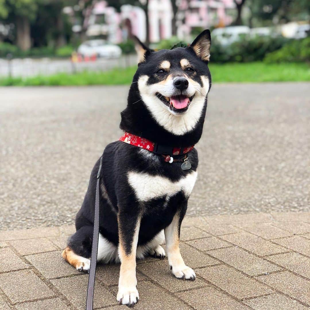 vo_coのインスタグラム：「☀️ 暑過ぎてもうご近所散歩ムリ！ 日陰がある公園、この季節はマル必ですなぁ 飼い主も熱中症で昨日１日倒れてた… 暑さは本当に舐めちゃあかん * 懐かしの #ピンマン #shibastagram #instashiba #shiba #shibainu #黒柴 #柴犬」
