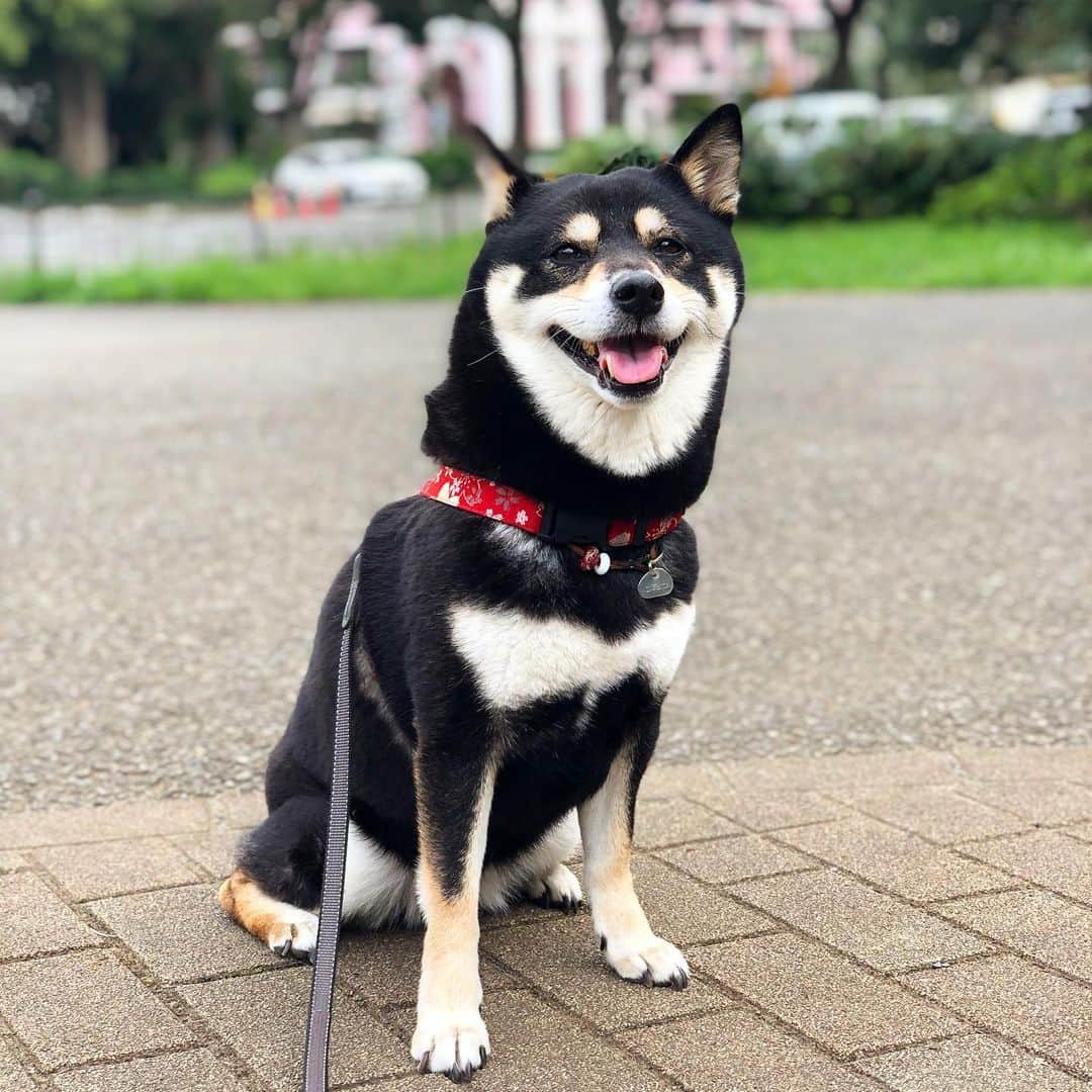 vo_coさんのインスタグラム写真 - (vo_coInstagram)「☀️ 暑過ぎてもうご近所散歩ムリ！ 日陰がある公園、この季節はマル必ですなぁ 飼い主も熱中症で昨日１日倒れてた… 暑さは本当に舐めちゃあかん * 懐かしの #ピンマン #shibastagram #instashiba #shiba #shibainu #黒柴 #柴犬」8月2日 10時52分 - vo_co