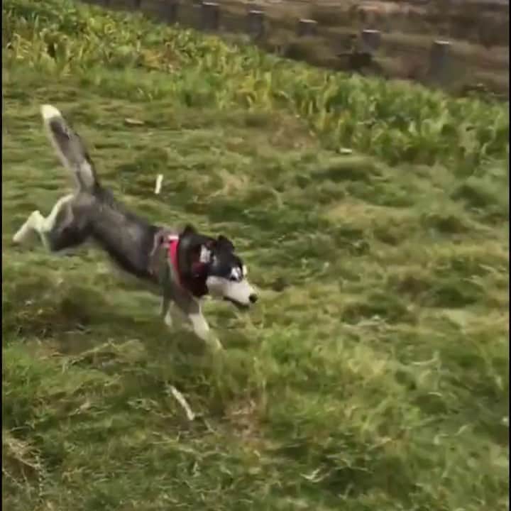 husky and malamuteのインスタグラム：「Hey, man, you are speeding.🌝😂 follow @alaskandaily （Twitter：alaskandaily）for more cute pic and video.😜 ……………………………………………………………… Each video was approved by the original author. But  don't have a Instagram account. We are first one post those video. So watermark credit @alaskandaily ……………………………………………………………… #alaskan#malamute#alaskanmalamute#alaskanhusky#malamutesofinstagram#puppylife#puppylove#puppydog#puppylover#dogdays#malamutepuppy#huskies#huskeypuppy#huskeiesreq#siberian#huskeiesofig#dogslife#dogsofnyc#cutedog#cutedogs#huskeypics#huskeylovers#huskygram#huskeylove#huskiesofinstagram#dogsofnyc#husky#狗」