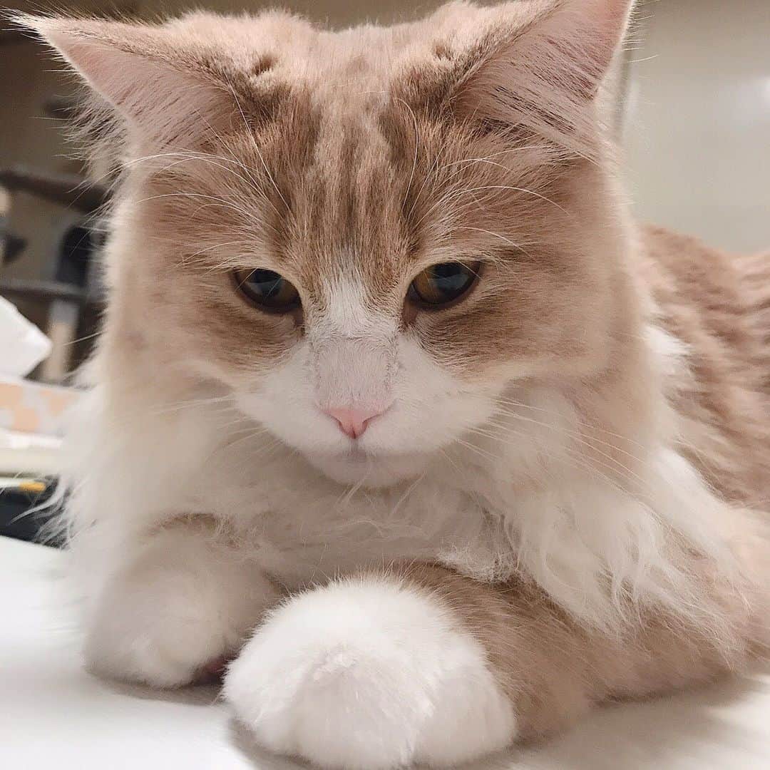 河西美希さんのインスタグラム写真 - (河西美希Instagram)「鬼可愛いアルルイさぁや🥳  アルルイちゃんの話したくさん 聞いたんだけど、猫ちゃんによって こんなに性格が違うなんて本当に 面白いし、可愛い(´；ω；｀💕 癒されたーー☺️♡ さぁやありがとうねー🥺✨」8月2日 11時37分 - mikipon1111