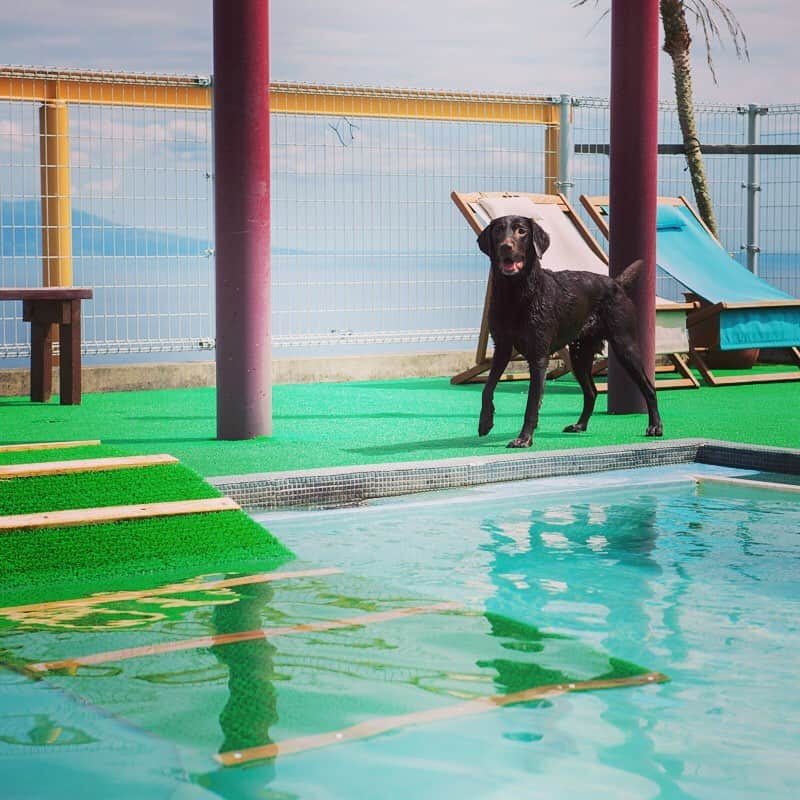 わんわんパラダイスさんのインスタグラム写真 - (わんわんパラダイスInstagram)「伊豆高原わんわんパラダイスホテルの『わんちゃん専用温水プール』は,  チェックイン前、チェックアウト後もご利用いただけます🐕, プールデビューのわんちゃんにはライフジャケットの貸出しや, 水深10cm程度の浅いプールもございますので安心してご利用いただけます😊❗️, 当館へお越しの際はぜひご利用ください🐶✨, #わんわんパラダイス #わんこ #犬がいる生活 #おでかけ #犬 #わんこは家族 #わんこカメラ部 #わんこと旅行 #癒し犬 #dogs #犬好きさんと繋がりたい #犬バカ バンザイ #わんこと泊まれる宿 #犬バカ部 #いぬすたぐらむ #ふわもこ部 #犬写真 #モデル犬 #愛犬 #リゾート」8月2日 12時08分 - wanpara_resort