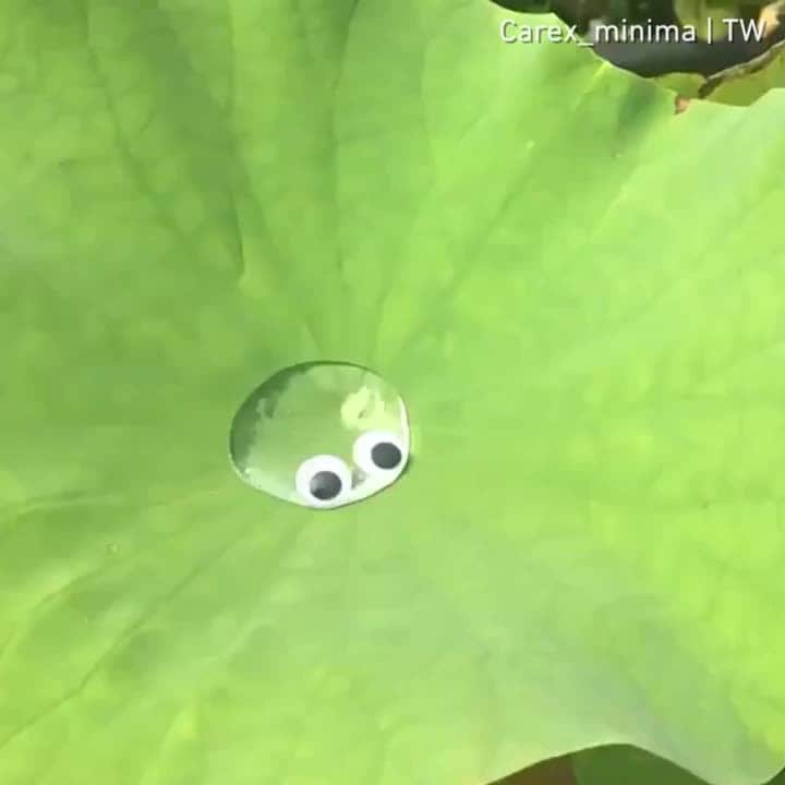 9GAGのインスタグラム