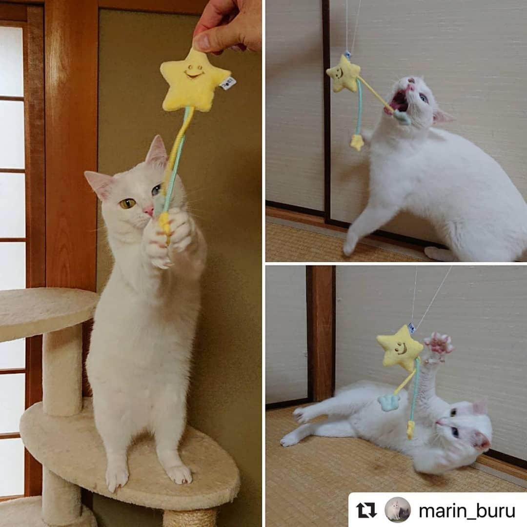 iDog&iCatさんのインスタグラム写真 - (iDog&iCatInstagram)「🎋 ． #コマメ星に願いを での当選者の方からの投稿を紹介します🐈 ． #Repost @marin_buru with @make_repost ・・・ 到着報告📪 . @idogicat 様 🌟instagram限定企画🌟 #コマメ星に願いを 🎋 . #夜空のおもちゃ  #鳴き笛入り  が抽選で当選しました🙌✨ . 可愛いおもちゃに夢中です🌠 . @marin_buru 様ありがとうございました♥️ ． 器用に上手に遊んでくれてるのが写真からも伝わりますね😍たくさん遊んで下さいね〜🌟 ． #七夕プレゼント」8月2日 12時05分 - idogicat