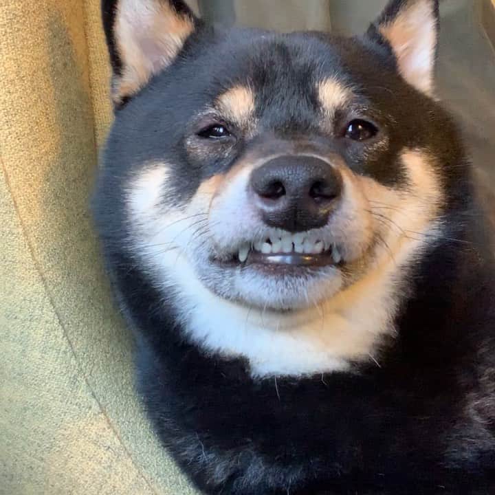 ?Fricko the Shiba Inu?のインスタグラム：「Lips got stuck again🤣 And super sleepy from the trip 😴 🤣 🐾 🐾 #Keaton #🐶 #shiba #shibainu #dog #柴犬 #黒柴 #子犬 #shibalovers #shibaholics #dogoftheday #dogslife #weeklyfluff  #dogstagram  #dogscorner #shibapuppy #puppiesofinstagram」