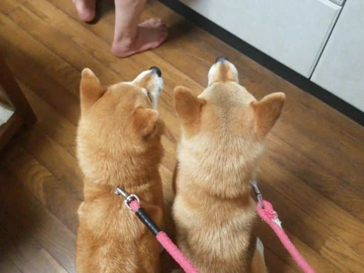 柴犬たま Shibainu Tamaのインスタグラム