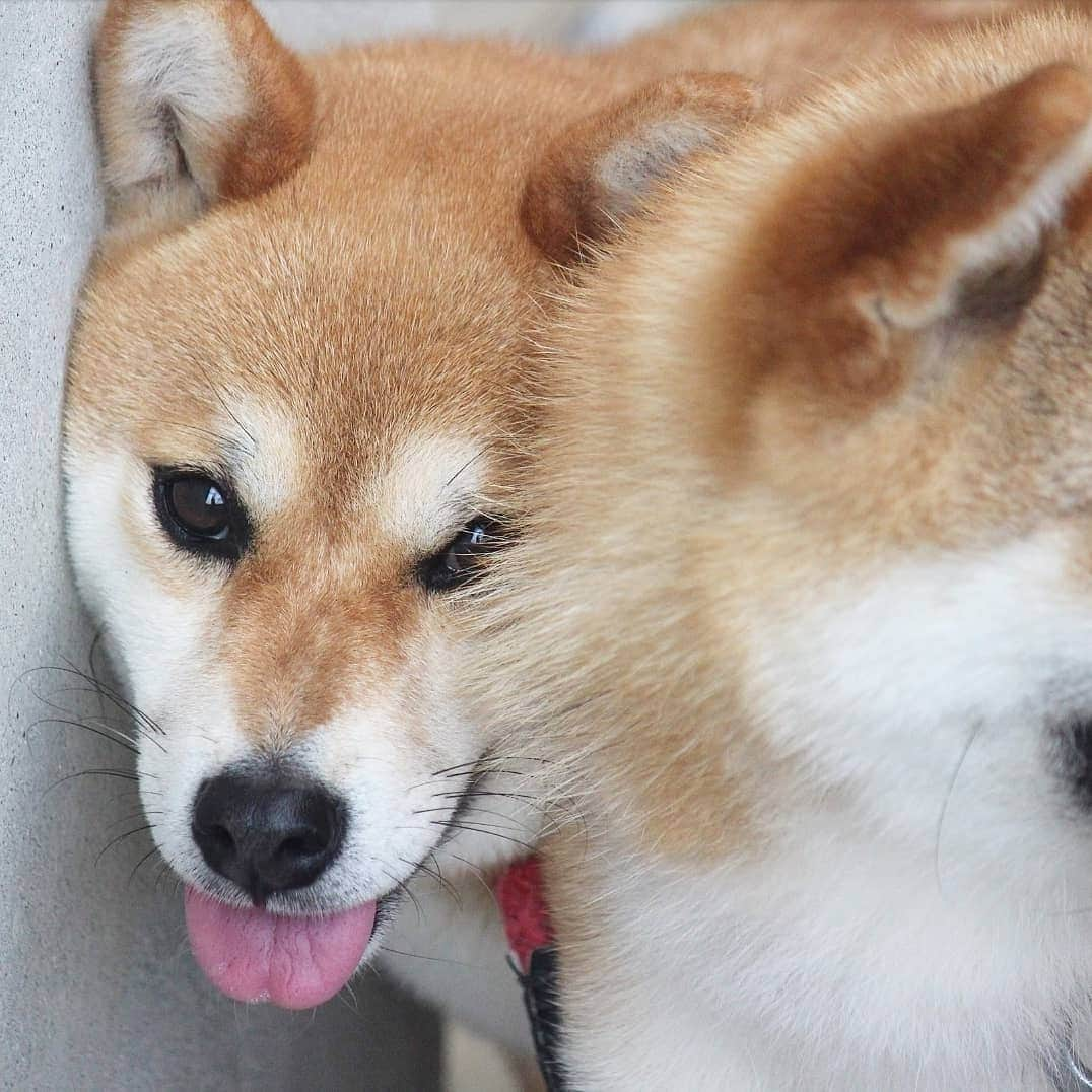 柴犬たま Shibainu Tamaさんのインスタグラム写真 - (柴犬たま Shibainu TamaInstagram)「ぎゅむぎゅむ💨これが本当の壁ドン？🙄(笑) * Caption trans🇬🇧 Tama chased Meekeh to the wall💨 Meekeh looks happy?🙄(lol) * #柴犬たま #たママ #たま家族 #柴犬ミケ #一眼レフ #一眼レフカメラ #笑顔 #仲良し親子 #ぎゅむぎゅむ #壁ドン #まんざらでもない #カモメ眉 #カモメ眉毛 #両津勘吉 #柴犬 #shiba #shibainu #shibastagram #犬 #dog #多頭飼い」8月2日 12時55分 - tama7653