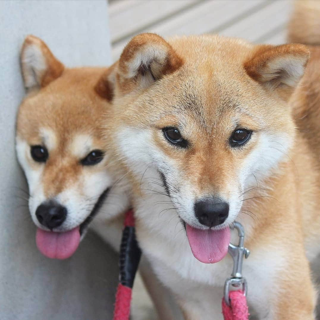 柴犬たま Shibainu Tamaさんのインスタグラム写真 - (柴犬たま Shibainu TamaInstagram)「ぎゅむぎゅむ💨これが本当の壁ドン？🙄(笑) * Caption trans🇬🇧 Tama chased Meekeh to the wall💨 Meekeh looks happy?🙄(lol) * #柴犬たま #たママ #たま家族 #柴犬ミケ #一眼レフ #一眼レフカメラ #笑顔 #仲良し親子 #ぎゅむぎゅむ #壁ドン #まんざらでもない #カモメ眉 #カモメ眉毛 #両津勘吉 #柴犬 #shiba #shibainu #shibastagram #犬 #dog #多頭飼い」8月2日 12時55分 - tama7653