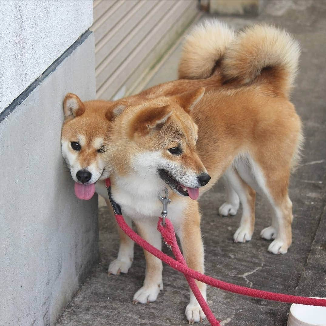 柴犬たま Shibainu Tamaさんのインスタグラム写真 - (柴犬たま Shibainu TamaInstagram)「ぎゅむぎゅむ💨これが本当の壁ドン？🙄(笑) * Caption trans🇬🇧 Tama chased Meekeh to the wall💨 Meekeh looks happy?🙄(lol) * #柴犬たま #たママ #たま家族 #柴犬ミケ #一眼レフ #一眼レフカメラ #笑顔 #仲良し親子 #ぎゅむぎゅむ #壁ドン #まんざらでもない #カモメ眉 #カモメ眉毛 #両津勘吉 #柴犬 #shiba #shibainu #shibastagram #犬 #dog #多頭飼い」8月2日 12時55分 - tama7653