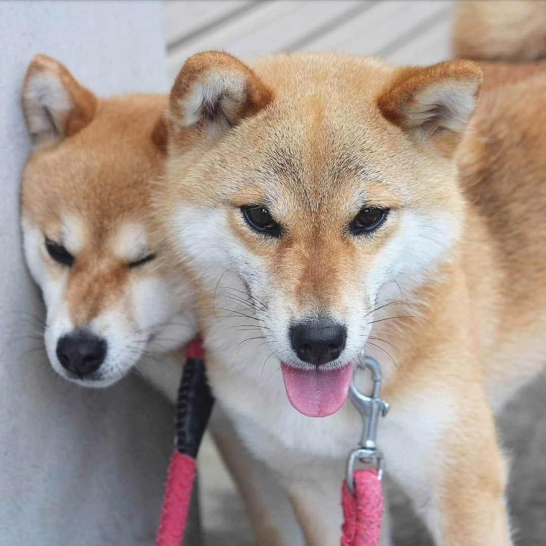 柴犬たま Shibainu Tamaさんのインスタグラム写真 - (柴犬たま Shibainu TamaInstagram)「ぎゅむぎゅむ💨これが本当の壁ドン？🙄(笑) * Caption trans🇬🇧 Tama chased Meekeh to the wall💨 Meekeh looks happy?🙄(lol) * #柴犬たま #たママ #たま家族 #柴犬ミケ #一眼レフ #一眼レフカメラ #笑顔 #仲良し親子 #ぎゅむぎゅむ #壁ドン #まんざらでもない #カモメ眉 #カモメ眉毛 #両津勘吉 #柴犬 #shiba #shibainu #shibastagram #犬 #dog #多頭飼い」8月2日 12時55分 - tama7653