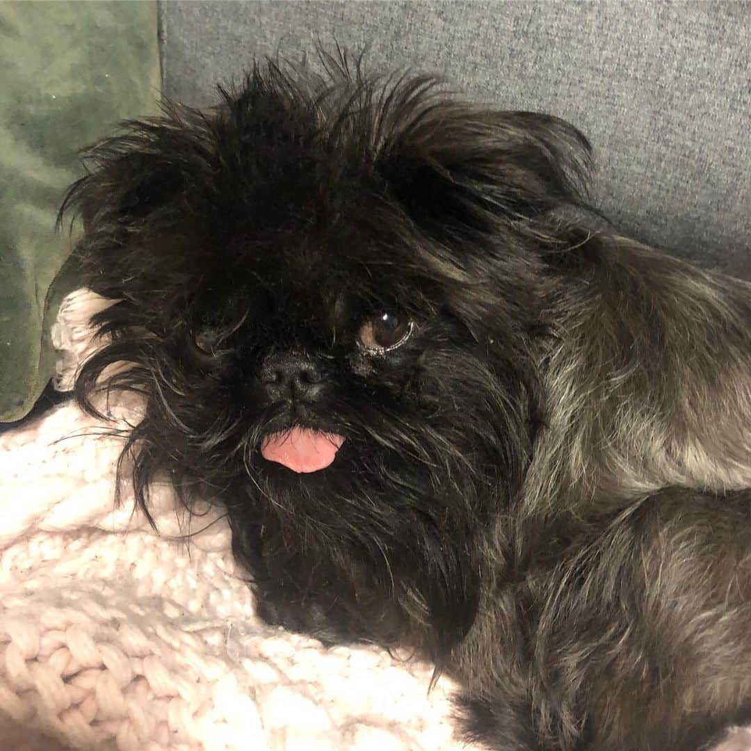Digby & Aloさんのインスタグラム写真 - (Digby & AloInstagram)「when someone wakes you from a nap and they don’t even have snacks.」8月2日 13時09分 - digbyvanwinkle