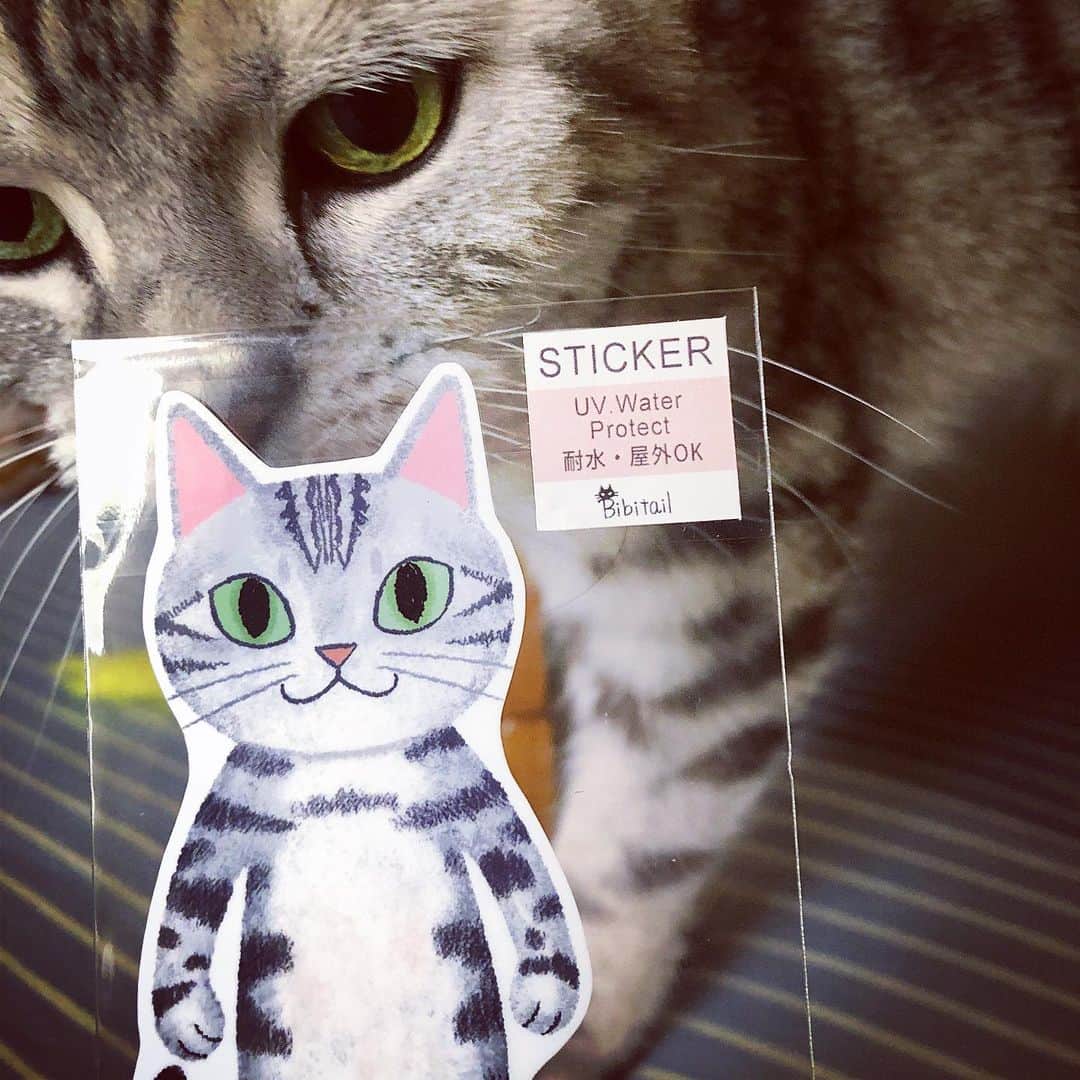 アトム & ルークのインスタグラム：「ﾙ-ｸ🐱『む、こりは…』#bibitail  It's very similar to him. #catstickers」