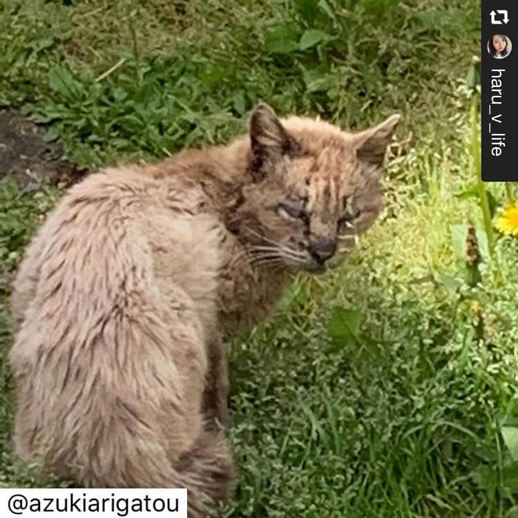 安藤志穂美さんのインスタグラム写真 - (安藤志穂美Instagram)「リポスト📢 #repost @haru_v_life via @PhotoAroundApp  Repost🙏🏻✨ @azukiarigatou  過酷な生き方をしている命達の何を 知っていると言うんだろう…  私達は動物が嫌いな人達とも話をする  殺処分してほしい人達の理由を 聞いた事があるんだろうか？  畑に足跡がつくから 植えた作物を掘り食べるから 樹木の根の周りを掘るから、木を齧るから 畑に撒いた生ゴミを食べるから  保健所に言ってもなかなか捕まらんで 毒餌撒いた方が早い  生まれた仔猫は海に捨てるか 川に流すか、埋めたら増えん  こんな人達と怒りを出さず 向き合って話した事 あるんだろうか？  世間で騒がれてる虐待犯はまだ 怒りをぶつけれる  上記の人達には 怒りを抑え、涙をこらえ 命達を守るために頭を下げて 理解してもらう事をやったことが あるんだろうか？  ご飯やらないで解決できるって 本当に思ってます？  ゴミを漁るから 畑にに足跡つけるからって 理由で通報している方達がいる事は ご存知ないのかな？  山でガリガリの犬を見た事ない人は 簡単に言えるでしょう  病気や怪我をして 痩せて肋が出てフラフラ歩く犬や猫 数日後には必ず会えなくなる… そんな子達にもご飯をあげてはダメですか？ あの姿に、なったら どれだけあげても先は長くないのに…  簡単に捕まるわけないから 元気なうちに 保護しとけばよかったって涙がでる もっと早くに会えてたらよかった いつも後悔しかないです 自分を責める事しか出来ない自分の 不甲斐なさに涙しかでません  ガリガリで痩せた子達でも 人間が怖いから追えば必死で逃げる 逃げる体力を使えば死か近づく…  何故人間が怖いかと言えば 虐待する人達がいるから 檻に入り二度と会えなくなった仲間を 見てきてるから  絶対に捕まえれる確証が持てるなら追う ガリガリな子達ほど 逃げる自信がないから夜中動く 人間にあわないように 夜中に山で追えば私達も危なくなる  私達に何かあったら 今いる保護っ子達はどうなる？ これから助けていく子達は？  こんな事ばっかり考えて ガリガリの子達の背中を 涙しながら見送る私達の気持ちの 何がわかると言うんだろう…  確かに無責任な餌やりはよくないけど あんなに必死に 餌やりがすべての悪の根源 負の連鎖の始まりっていう理由がわからない  最期が見える子達にもダメなんですか？ どれだけ食べさせても もう先が見える子達にも？  殺処分されてもいいと思って 通報、捕獲依頼を出してる人達の 理由を聞いてほしい  ゴミを漁るから 畑に足跡つけるから 畑を荒らすから 動物達が入らないように 工夫をするわけでもなく…  居なくなればいいと思ってる人達と 直接話してみたらいいと思います  センターに上記の理由で通報はしてません 死んだらいいわなんて 行政にもテレビにも言わないんですよ  子どもが咬まれたらあかんで じいさんばあさん達が咬まれたらいかんで  あえていい人ぶって通報するんですから  野犬やノネコの事 その命達を奪おうとする人達と 話をしてみてください  命達がどれだけ過酷な生き方を してるのか、させられているのか 死とどれくらい近い位置で ギリギリで生きてるのかわかるから  センターから引き出してくださってる 多くの団体様達に本当に感謝しています  やり方は違ってもゴールは同じ  私達が嫌うのは 過酷な生き方をしている子達を使っての 金儲けビジネスしてる人がいる事  駆虫もしてもらえず 治療もしてもらえず 柔らかな布団も風雨を凌ぐ場所もない 撫でてくれる優しい手もない 敵から守ってくれる人もいない  こんな生活を送らなくてはいけない 命達をこれ以上 人間の欲を満たすだけに 利用して欲しくない  私達が思うのはただこれだけです  繁殖で使われ 命を縮め、自由をしらない命達も 過酷な生き方をしてる命達も 人間の欲を満たすだけにこれ以上 利用して欲しくないだけです  スマホ充電コードをかじって 何本もだめにしたり 高い所においても、猫と共同作業で 落としてイタズラしても 愛しいと思う でもこれは私の想いなのは理解してます  同じように愛せ、可愛がれ ご飯をやれとは言わないです  ただ… 生きている子達をそっとしておいてほしい 嫌いなら嫌いのままでいいから 知らん顔してほしい  殺処分のために税金を使うなら 畑に入らない様にするための 柵取り付けの助成金にしてほしい  殺すためじゃなく 共に生きるために使う税金なら あずき一家は文句ありません  払う税金の利用先が選べたらいいのに 動物を好きな人たちは 共に生きるために使ってもらえる所へ 動物が嫌いな人達は 人間に使ってもらえる所へ 納めれたらいいですね  命達を救うには 嫌いな人達の意見を聞く事も大切 身勝手に命達を奪う虐待犯の意見を 聞く必要はないですが  ものいえぬ命達の 生きる権利が当たり前に得られる 日本を目指して！  #愛知県西尾市#幸田町#里親様募集中 #殺処分ゼロ#野良犬野良猫に罪はない#ブリーダーペットショップを免許制に#動物を使った実験廃止#動物虐待に厳罰を#動物愛護法改正#殺処分を許すな#イルカ漁」8月2日 13時28分 - shiomi_ando