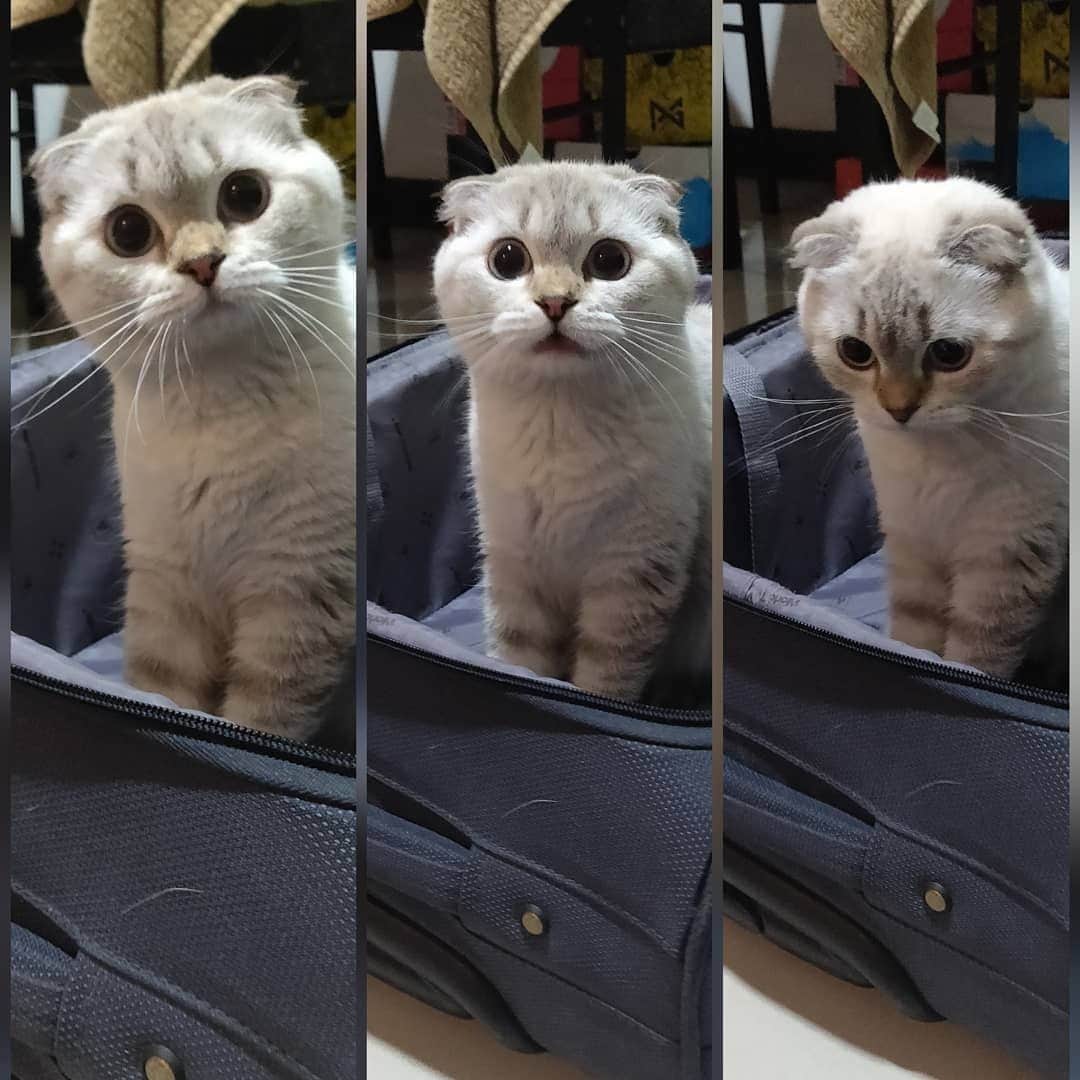 Aww Clubさんのインスタグラム写真 - (Aww ClubInstagram)「When you're excited to travel but they said no⠀ ⠀ 📷@chubbyriri.cat ⠀ #meowed #Riri #ScottishFold」8月2日 13時43分 - meowed