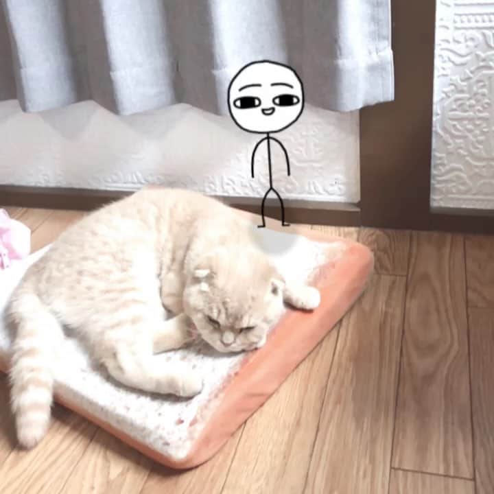 相馬有紀実のインスタグラム：「もへいも絶対カビゴンだと思う。 #ポケモン自己分析 #ポケモン診断  #すこてぃっしゅふぉーるど  #ねこ #食パン」