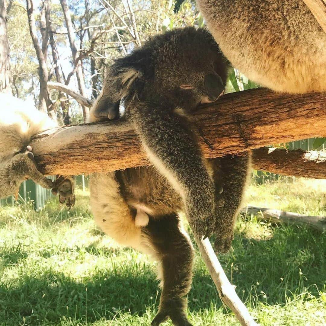 Australiaさんのインスタグラム写真 - (AustraliaInstagram)「Hang in there buddy, it’s almost the weekend. 😩 @ashhunter1 saw this #koala really struggling to get through Friday at @clelandwildlifepark; it certainly is a hard life to ‘eat, sleep, scratch, repeat’. Located in @southaustralia's beautiful @visitadelaidehills, this #wildlife park is only 25 minutes from @cityofadelaide, where most animals live in their natural habitat. Our tip: Pick up a bag of animal food for a small fee when you enter the park, it’s the best way to make friends with the kangaroos, wallabies and potoroos. 😉  #seeaustralia #seesouthaustralia #adelaidehills #wildlifephotography #travel」8月2日 15時00分 - australia