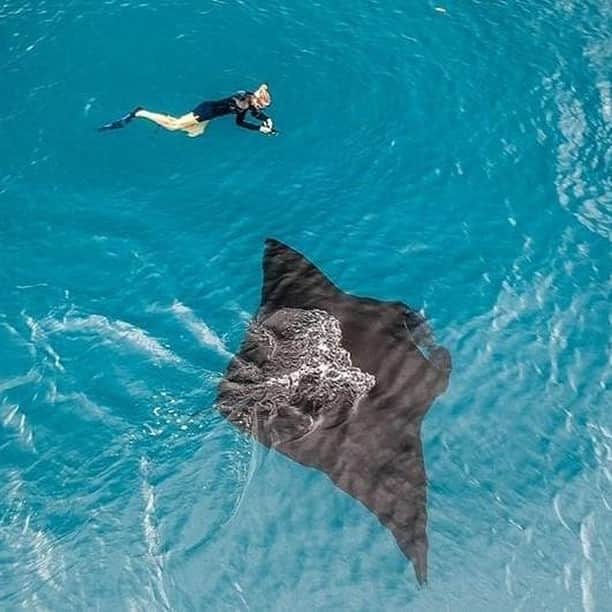 Australiaさんのインスタグラム写真 - (AustraliaInstagram)「In case you didn’t know, these rays are manta be great snorkelling buddies! 😉 @ashkaras swam with this giant #mantaray while cruising through the @gbrmarinepark near @orpheusisland, a private island just off the coast of @townsvillenorthqueensland. These majestic creatures’ wingspan can go up to seven metres, so it’s extra impressive when the males show off their acrobatic skills to compete for female attention. Many of them call @queensland’s #GreatBarrierReef home, so lucky for you, you can pretty much see and swim with them year-round.  #seeaustralia #thisisqueensland #townsvilleshines #orpheusisland #lovethereef #travel」8月2日 15時00分 - australia
