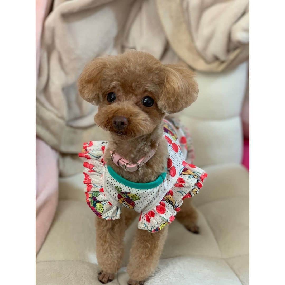 のインスタグラム：「ココちゃん、昨日も頑張ったね💓😊 マイクロバブルバスとハーブパック🌿気持ちよかったかな〜😚💕 ＊ ＊ ＊ #トイプードル#トイプードルレッド#ティーカッププードル#トイプードル多頭飼い#プードル#わんこ#愛犬#親バカ部#ふわもこ部#toypoodle#toypoodlered#toypoodlegram#mydog#mypet#poodle#mysweetbaby#lovedogs#토이푸들#herbpack#Microbubblebath」