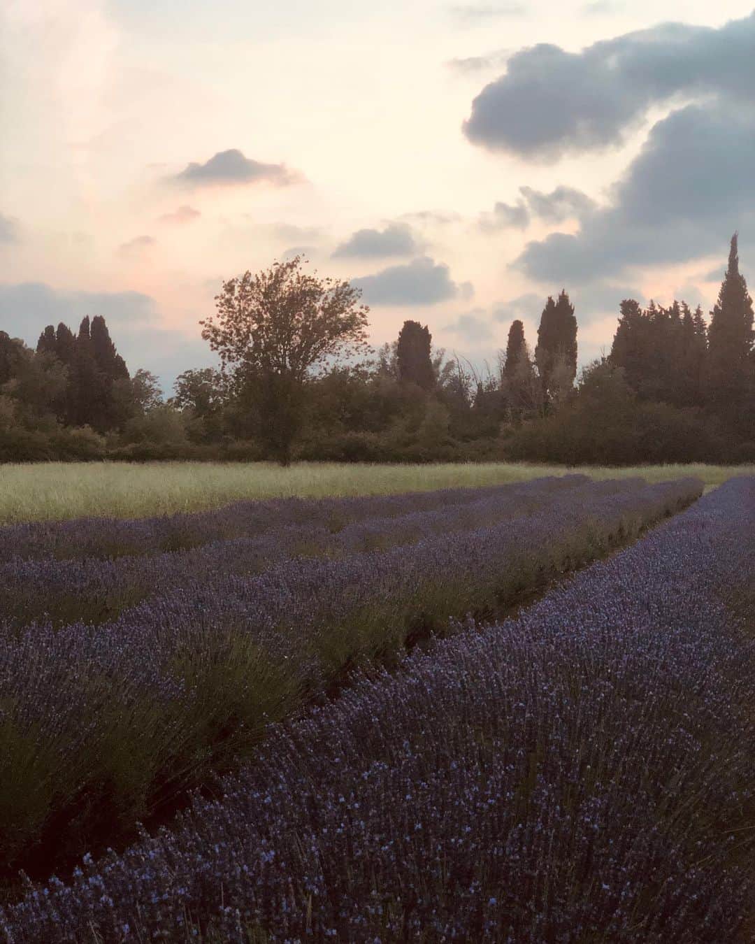 ミシェル・ブランチのインスタグラム：「Bon voyage 🇫🇷 best summer with family and friends in Provence ✨ Back to reality.」