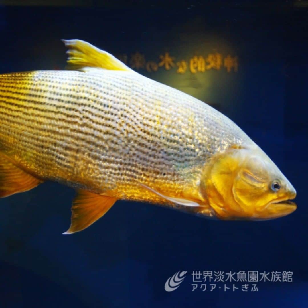 世界淡水魚園水族館 アクア・トト ぎふのインスタグラム：「「黄金」の名の意味を持つ魚、ドラード。企画展でひと際輝くその姿に、思わず見とれてしまいます。 #アクアトトは15周年 #アクアトト #アクアトトぎふ #アクアトト岐阜」