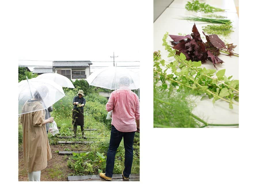 生活の木 メディカルハーブガーデン薬香草園【公式】さんのインスタグラム写真 - (生活の木 メディカルハーブガーデン薬香草園【公式】Instagram)「【ベーカリー🥐ワークショップレポート】  ㅤㅤㅤㅤㅤㅤㅤㅤㅤㅤ 先日、ベーカリーのワークショップ 「手ごねフォカッチャを作ろう」が開催されました！  ㅤㅤㅤㅤㅤㅤㅤㅤㅤㅤ 【ワークショップ内容】 1. 生地作り✨ まず小麦粉に材料を合わせ、力いっぱいパン生地を捏ねていただきます。 捏ねることによって、ガスをパン生地に保持させるための“グルテン”を形成させます。 このガスはイーストが呼吸した時に発生するもので、パンのふわふわの素になります。 ㅤㅤㅤㅤㅤㅤㅤㅤㅤㅤ 2. 発酵・ハーブの収穫🌿 その後、発酵の時間になるのですが、 この発酵の時間を使って ガーデンへハーブを摘みに行きます。 この日はあいにくの雨でしたが、 ガーデナーにハーブについて質問しながら、 フォカッチャにのせるハーブをお好みで選んで収穫していただきました。 ㅤㅤㅤㅤㅤㅤㅤㅤㅤㅤ 3. 飾りつけ🍆 ガーデン内では、 パンツをはいたズッキーニや小さいナスなど、 へんてこなお野菜が収穫できることも！ タイミングが合えばそちらもゲットして フォカッチャにのせることが出来るのもお楽しみの1つです。 ㅤㅤㅤㅤㅤㅤㅤㅤㅤㅤ 4. 焼成・完成🥖 それぞれ皆さん、ハーブたっぷりの素敵なパンが焼きあがりました。  ㅤㅤㅤㅤㅤㅤㅤㅤㅤㅤ ㅤㅤㅤㅤㅤㅤㅤㅤㅤㅤ 人気のベーカリーワークショップ。 材料、道具も揃っており、初めての方にも安心してご参加いただけます🌼 ㅤㅤㅤㅤㅤㅤㅤㅤㅤㅤ この夏開催予定の回は すでに予約満席になってしまいましたが、 11月にも「秋の味覚フォカッチャを作る」ワークショップを開催予定です。 ご期待ください！  ㅤㅤㅤㅤㅤㅤㅤㅤㅤㅤ #生活の木 #ハーブとアロマテラピー専門店 #ハーブとアロマの専業メーカー  #薬香草園 #埼玉 #飯能  #ハーブガーデン #ハーブ園 #メディカルハーブ #メディカルハーブガーデン #ハーブ #パン #ベーカリー #手作りパン #ワークショップ」8月2日 16時05分 - treeoflife_garden