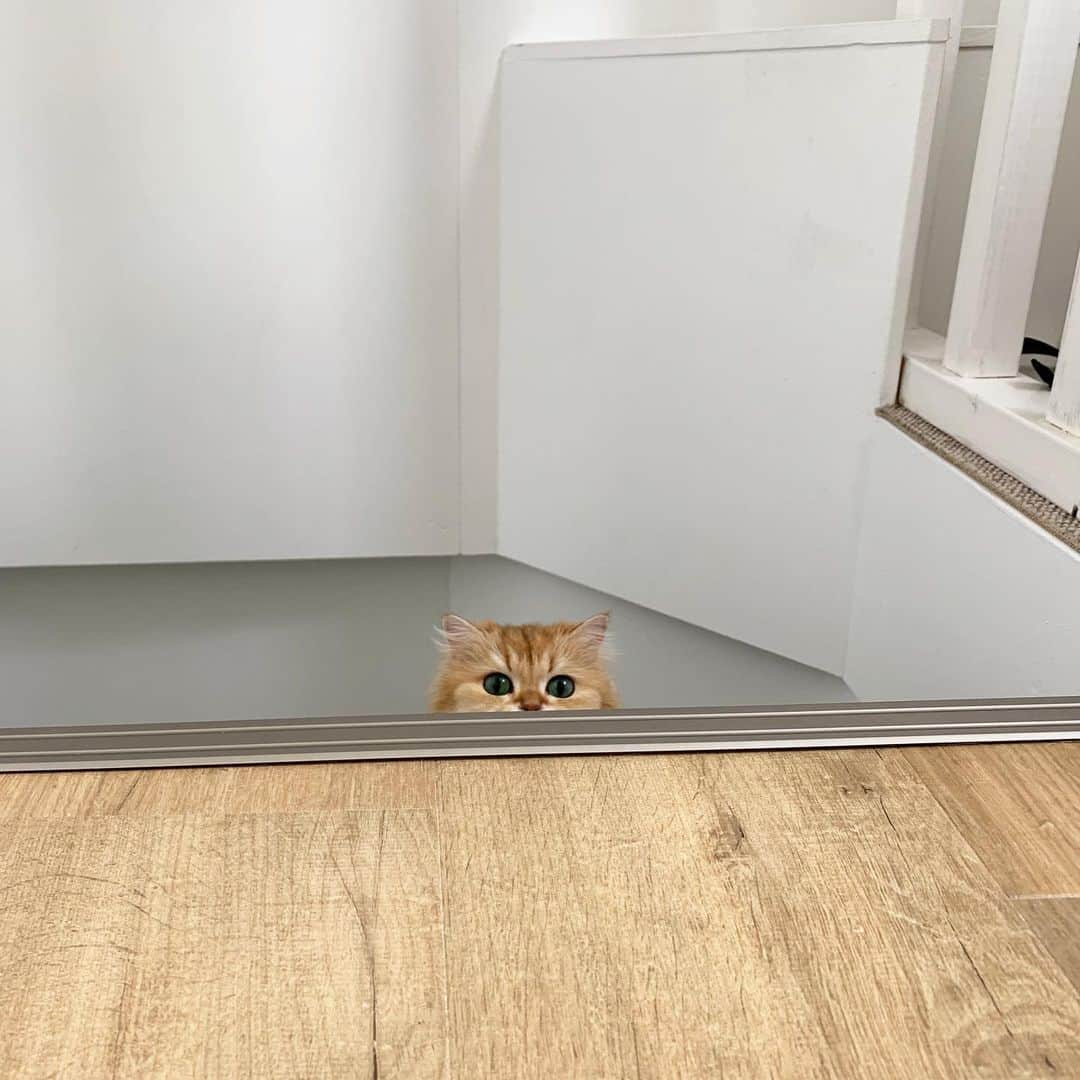 Smoothieさんのインスタグラム写真 - (SmoothieInstagram)「Are you upstairs?」8月3日 1時54分 - smoothiethecat