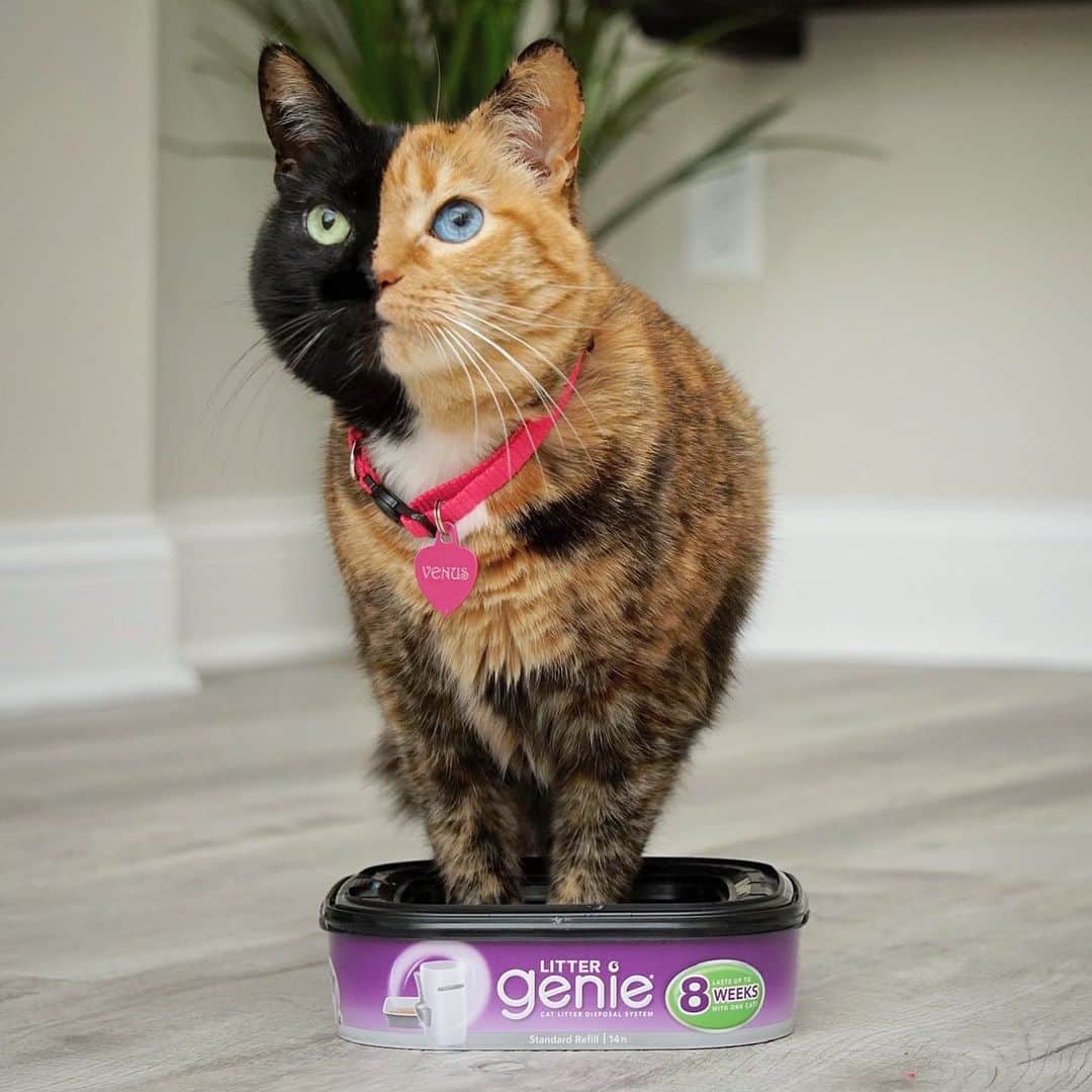 Venus Cat さんのインスタグラム写真 - (Venus Cat Instagram)「If I fits, I sits!! 🐾 And here I “sits” on an amazing deal for Ibotta users! Get $5 off the purchase of ANY Litter Genie Pail or $5 any Standard Refill. Buy both and save an additional $1.  It’s a great time to grab that Pail or stock up on Refills. Click the link in bio to get the offer! 😺 #littergenie #stopcatlittersmell #ififitsisits #sponsored」8月3日 2時20分 - venustwofacecat
