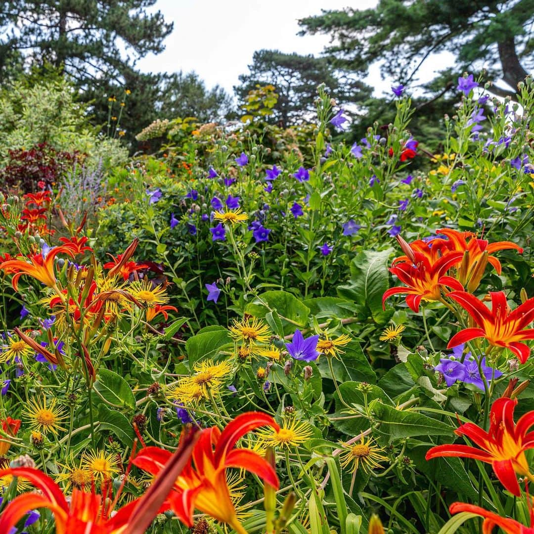 ニューヨーク植物園さんのインスタグラム写真 - (ニューヨーク植物園Instagram)「The “rooms” of the Perennial Garden—hot, cold, and beyond—boast a seasonal bouquet of many varieties of summer bloom, including #daylilies, #hibiscus, and other warm-weather favorites that thrive in the bright sun. It’s the perfect spot for a stroll, or a sketch, with its meandering paths and abundant color. This is #WhatsBeautifulNow. #plantlove」8月3日 2時27分 - nybg