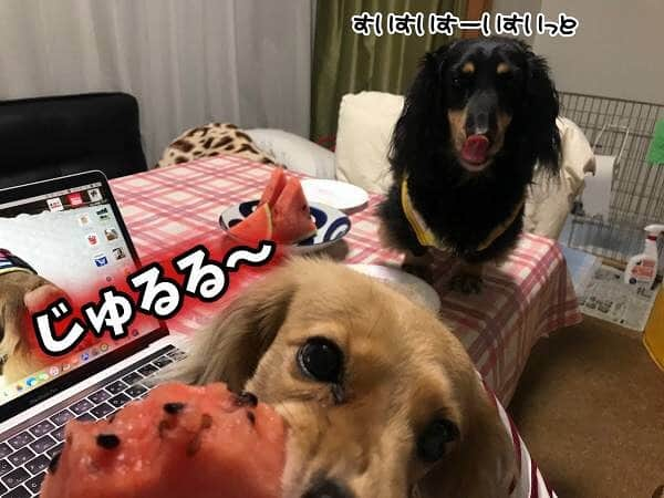 メルロコ一家の楽屋裏のインスタグラム