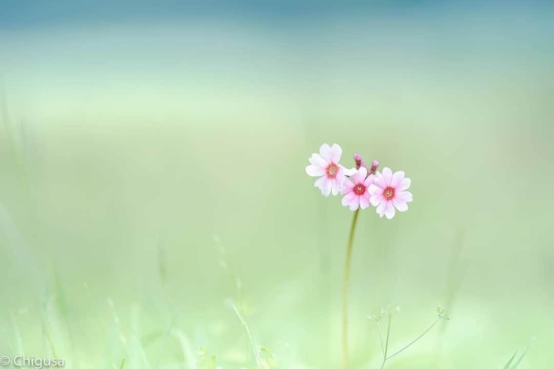 花の写真館のインスタグラム：「Photo by @chigusa024.⠀ https://instagram.com/chigusa024/⠀ .⠀ Original Post[投稿頂いたURL]⠀ https://www.instagram.com/p/By8wPVOgkL6/⠀ .⠀ 本アカウントは、 #私の花の写真 をつけてInstagramに投稿された皆さまの花の写真や、「花の写真館」Facebookページで投稿された花の写真を紹介します。⠀ 「花の写真館」Facebookページは、「 @floral.photograph 」のプロフィールにあるURLからご覧ください。⠀ .⠀ #花の写真館 #floralphotograph #floralphoto #flower #flowers #富士フイルム #FUJIFILM⠀ Follow: @floral.photograph」