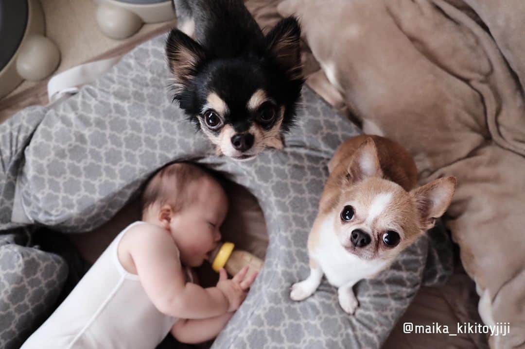 maika_kikitoyjijiさんのインスタグラム写真 - (maika_kikitoyjijiInstagram)「. Yu&Jiji&Toy . ミルクがこぼれると すぐに掃除してくれる子たち😅💓 . . #犬と子供 #子供と犬 #instakids #chihuahua #dog #チワワ #犬 #치와와 #weeklyfluff #ふわもこ部 #IGersJP #dogstagram #chihuahuaoftheday #fujifilm #fujifilm_xseries #今日もX日和 #ミラーレス #tokyocameraclub #東京カメラ部 #犬バカ部 #whim_fluffy #dog_features #dogsofinstagram #いぬすたぐらむ #犬と赤ちゃん #赤ちゃんと犬 #子育て #双子 #ママスタグラム #twins」8月2日 19時48分 - maika_kikitoyjiji