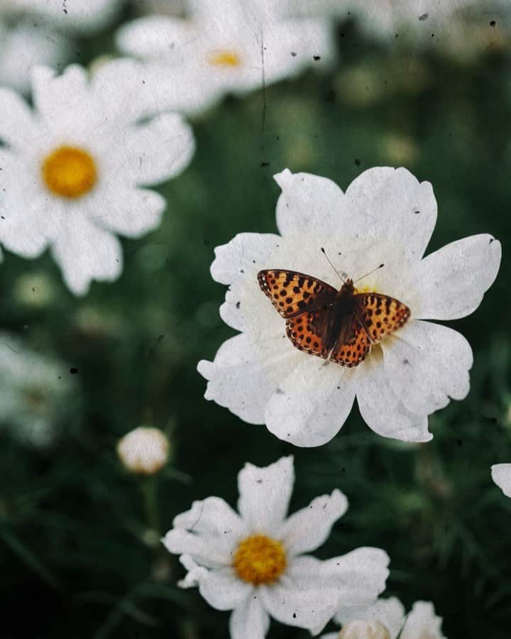 Linda Lomelinoのインスタグラム：「Yesterday, @myfeldt and I went to @susanhubel’s beautiful garden to shoot for My’s book. We had so much fun, as always 🤪 I wish I could show you guys the photos already! In between shoots and while My was changing her outfit I made this little butterfly series of cinemagraphs. Which one is your favorite? 🤗 texture by @1924us @ellemaywatson」