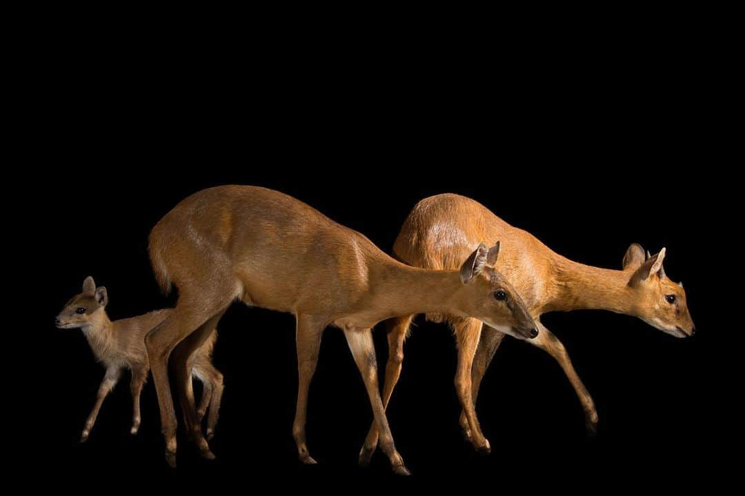 Joel Sartoreさんのインスタグラム写真 - (Joel SartoreInstagram)「These shy creatures are four-horned antelope @assamstatezoo. Found only in India and Nepal, very little is known about this species due to their elusive nature. Despite the fact that these antelopes have a wide distribution and occupy open forests, they are rarely seen, as they will sprint for cover at the first sign of a disturbance. While it may seem counterintuitive, the difficulty of seeing this species in the wild is actually one of the main drivers of ecotourism in India - just catching a quick glimpse is seen as the ultimate reward. To help support species like this one, consider going out to view local wildlife on your next vacation. ​Wildlife-focused tourism provides evidence to governments that it is more profitable to have thriving wildlife populations than to participate in practices that harm wild places. ​#Antelopemonth #fourhornedantelope #cute #shy #baby #India #Nepal #wildlifetourism #PhotoArk #savetogether」8月2日 20時09分 - joelsartore