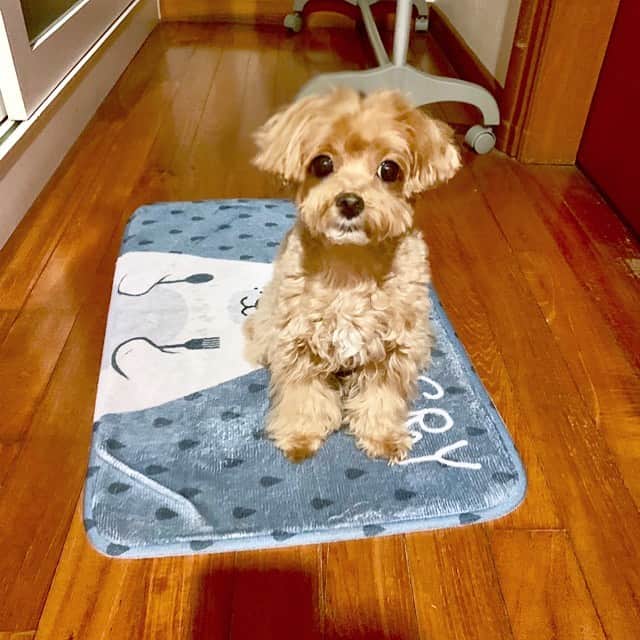 Ⓜ️їк◎ みこ 미코 ? Dogsのインスタグラム：「Waiting patiently outside the toilet 🚽 for mama to finish her business 😂. #whymyhairsoshort 🤔 #whymamatakesolong 😅 Happy weekend everypawdy 🥳 週末を楽しんでねっ (๑˃̵ᴗ˂̵) 좋은 주말 보내세요  ㅎㅇㅎ . . 📆 29 July 2019 . #maltipoosofinstagram #dogs #barkhappy #maltipoo #maltese #toypoodle #ワンコ #わんこ #犬 #いぬ #トイプードル #dogsoftheday #poodlesofficial #poodle #puppylove #petfancy#furball #sgpet #poodleclub #poodleclubsg #furbabies #puppiesforall #pawsomepoodles #singaporedogs #개 #푸들 #괴엽다 #말티푸」