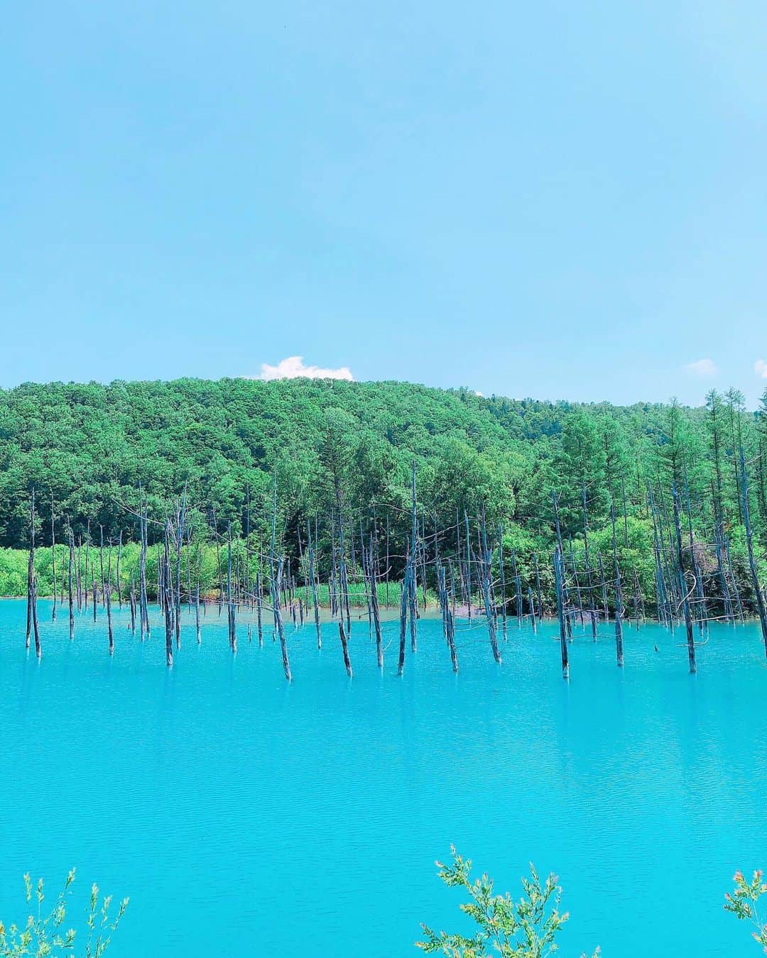 松中みなみさんのインスタグラム写真 - (松中みなみInstagram)「正解は・・・ #青い池 でした！ ・ ホントにめちゃめちゃ青くて! 空より青くて‼︎ びっくりした!🐬💙 ・ ・ 青い池から車ですぐの所に #白ひげの滝 もあって行ってきた🦕 マイナスイオン〜〜💭 ・ ・ ・ #夏休み #おすすめスポット 💙 #北海道 #美瑛 #インスタ映えスポット  #北海道旅行 #家族旅行」8月2日 20時29分 - minami_matsunaka