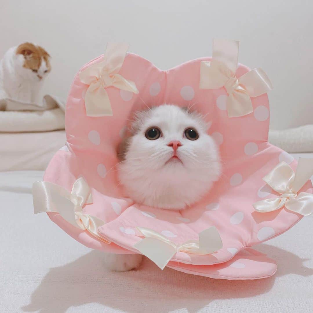 のんたのインスタグラム：「ぱんちゃんの新しいエリカラ🌸 のんちゃんもうしろで友情出演😊 ・ #scottishfold #catstagram_japan #catsofinstagram #cats_of_instagram#catoftheday #ilovemycat #bestmeow #catlover #cutecat #kittensofinstagram #cute #スコティッシュフォールド#スコティッシュフォールド子猫 #エリカラ」