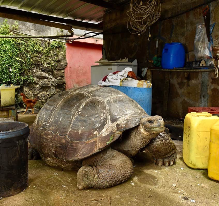 Thomas Peschakさんのインスタグラム写真 - (Thomas PeschakInstagram)「Imagine coming home and your parking spot is occupied by a huge Galapagos Giant Tortoise. If you live in the highlands of the Galápagos Islands this is not a uncommon predicament to be in! During the dry season tortoises often search for water and their quests take them close to settlements. Shot on assignment for @NatGeo #parking #parkingspot #garage #galapagos #gianttortoise #parkingwars #tortoisesofinstagram @luksth」8月2日 20時52分 - thomaspeschak