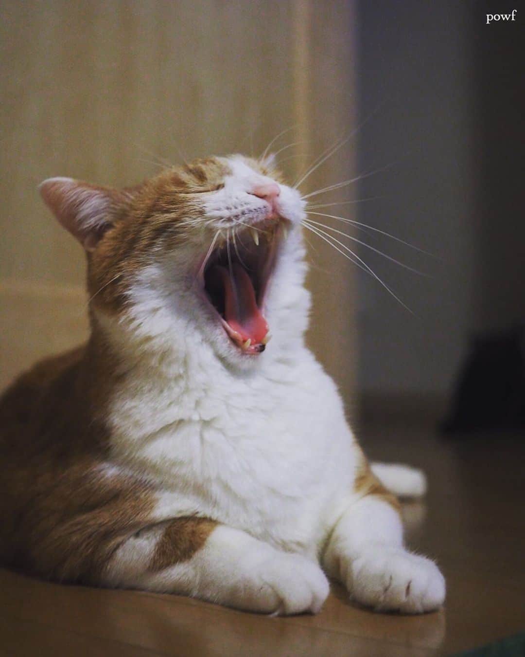 anemone_69のインスタグラム：「. #あくび #あくび猫 #ハカセとキョウジュ #茶トラ白 #茶白 #cat #猫 #保護猫 . . .」