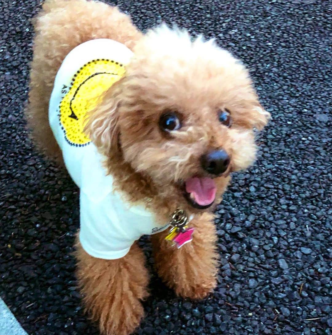 のインスタグラム：「きゃはは！ ココアくん、ご機嫌💕 ・ #ここあ #お散歩 #トイプードル #愛犬 #お留守番頑張ったね」